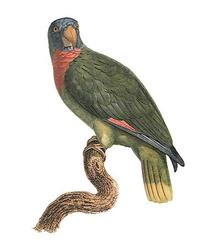 Red-necked Parrot